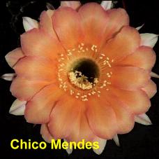 Chico Mendes.4.1EP-H. Clarissa.4.2.jpg 